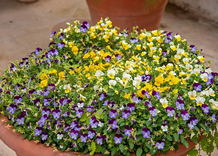 Pauletta Lägenhet *